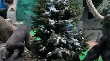 Московский зоопарк показал играющих с новогодней елью черных горилл