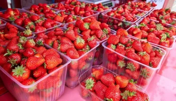 Цены на клубнику в Москве за неделю снизились на 8%