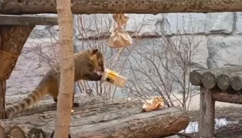 &laquo;Нашел лакомства&raquo;: Московский зоопарк рассказал о переезде носухи Сниффа