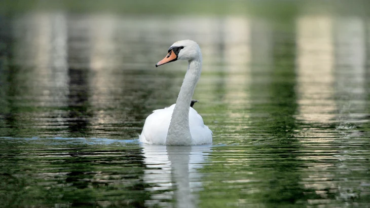 Редкие лебеди вернулись в «Лосиный Остров» в Москве впервые за 100 лет Редкие лебеди вернулись в «Лосиный Остров» в Москве впервые за 100 лет