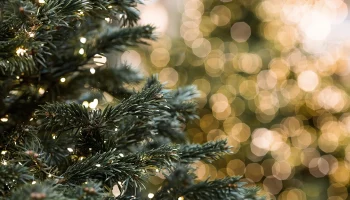 Роскачество дало рекомендации по выбору новогодней елки