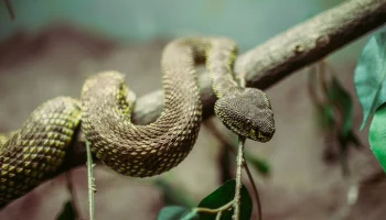 Россиянка пыталась вывезти из Индонезии редких змей