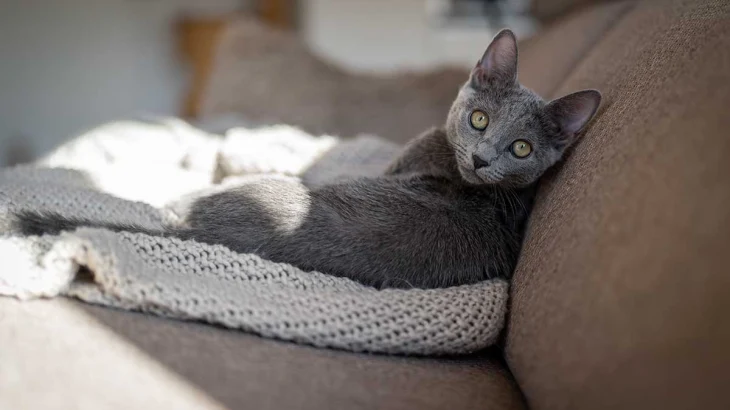 Врач Шеляков объяснил, зачем обрабатывать от клещей питомцев, не выходящих на улицу Врач Шеляков объяснил, зачем обрабатывать от клещей питомцев, не выходящих на улицу