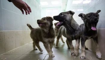 Сервис &laquo;Моспитомец&raquo; собрал самые интересные анкеты животных ко Дню щенков