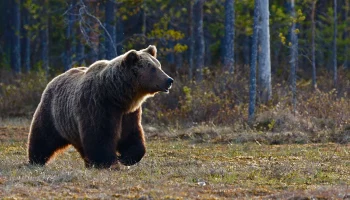 Редкого медведя заметили на севере Подмосковья