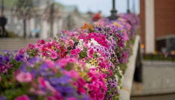 Фестиваль "Сады и цветы" преобразит улицы, бульвары и набережные Москвы