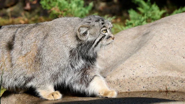 Зрители трансляций из Московского зоопарка могут проверить знания о манулах Зрители трансляций из Московского зоопарка могут проверить знания о манулах