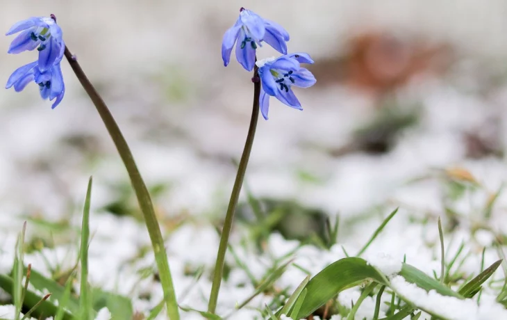 Специалисты составили календарь цветения растений в Москве Специалисты составили календарь цветения растений в Москве