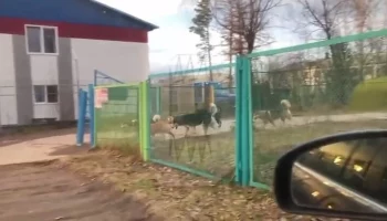 Школьница, на которую напали собаки в Якутии, скончалась