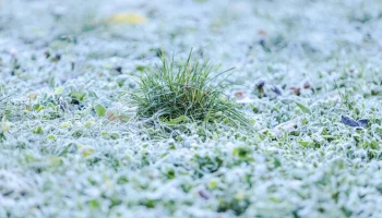 Глава Минсельхоза РФ Лут: режим ЧС из-за заморозков может быть введен до конца недели