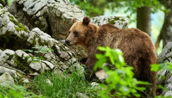 В Приморье медведь пробрался на дачный участок и загрыз двух мужчин