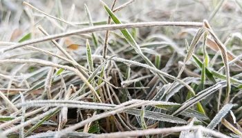 Заморозки придут в европейскую часть России в ближайшие дни