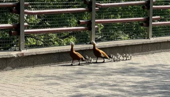 &laquo;Сами пришли&raquo;: Московский зоопарк показал самостоятельно &laquo;заселившихся&raquo; уток