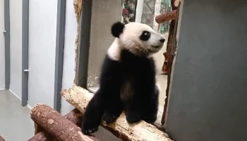 &laquo;Подождут&raquo;: Московский зоопарк показал готовящуюся выйти к посетителям Катюшу