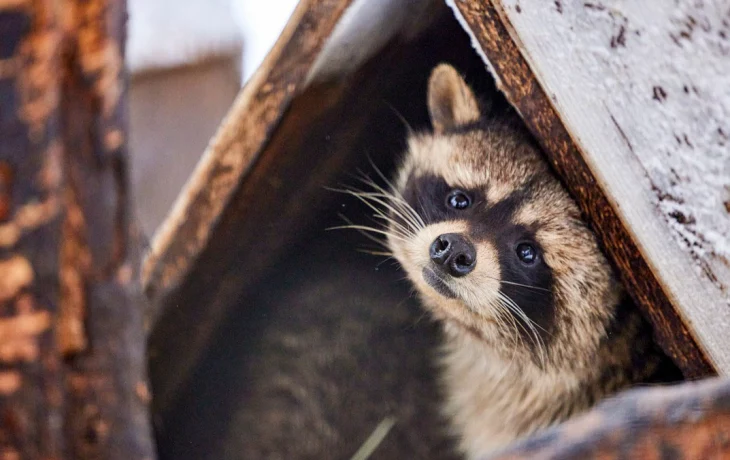 «Режим жиросбережения»: в Московском зоопарке сняли на видео пробуждение енотов «Режим жиросбережения»: в Московском зоопарке сняли на видео пробуждение енотов