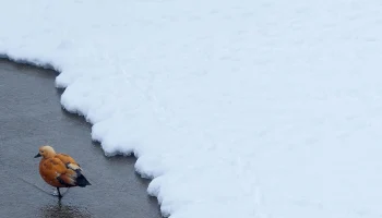 Метеоролог Позднякова рассказала, когда закончится снегопад в Москве