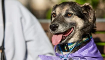 На мероприятии «Моспитомец х Четвероногий друг» подготовили семейную программу На мероприятии «Моспитомец х Четвероногий друг» подготовили семейную программу