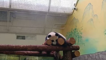 &laquo;Укладывается спать&raquo;: Московский зоопарк показал завершающих этап дня Катюши