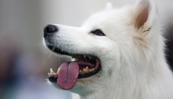 В столице и Подмосковье за два года спасли более 30 животных из мусорных баков