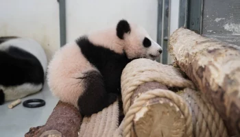 &laquo;Поиграю рядом&raquo;: Московский зоопарк показал нерешительную панду Катюшу
