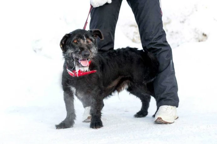 Трем собакам из приюта выберут имена на платформе «Активный гражданин — детям»