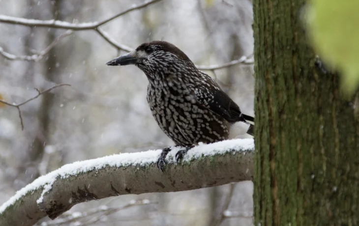 Краснокнижную кедровку заметили в Москве Краснокнижную кедровку заметили в Москве
