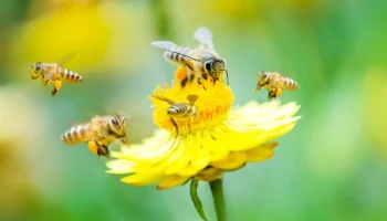 Рой пчел насмерть закусал ротвейлера и напал на двух человек в Омске