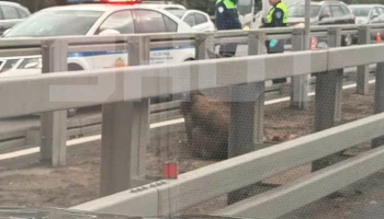 Shot: Раненый лось застрял в отбойнике посреди Киевского шоссе в Москве Shot: Раненый лось застрял в отбойнике посреди Киевского шоссе в Москве