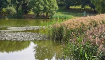 Работы по обновлению пруда Быково Болото начались в Зеленограде