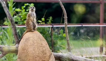 &laquo;Часовой&raquo;: Московский зоопарк показал, как сурикат следит за безопасностью семьи