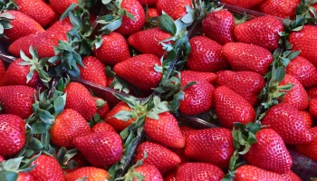 Первая российская клубника появилась на ярмарках выходного дня в Москве