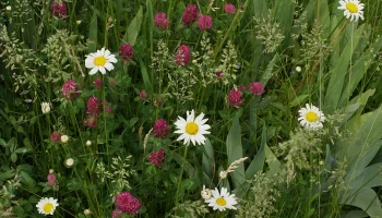 Горожане могут наблюдать цветение редких растений на зеленых территориях столицы