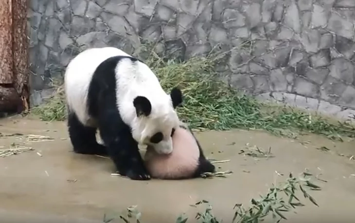 Московский зоопарк показал, как панда Диндин тащит дочку Катюшу принять ванну Московский зоопарк показал, как панда Диндин тащит дочку Катюшу принять ванну