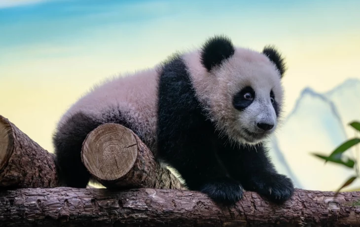 Сергунина отметила популярность онлайн-трансляций из Московского зоопарка Сергунина отметила популярность онлайн-трансляций из Московского зоопарка