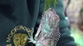 «Такие красивые»: Московский зоопарк показал растительную трапезу игуан 