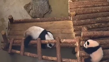 &laquo;Королева и принцесса&raquo;: Московский зоопарк показал играющих Диндин и Катюшу