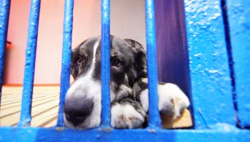 В Госдуму внесли законопроект о контроле разведения домашних животных