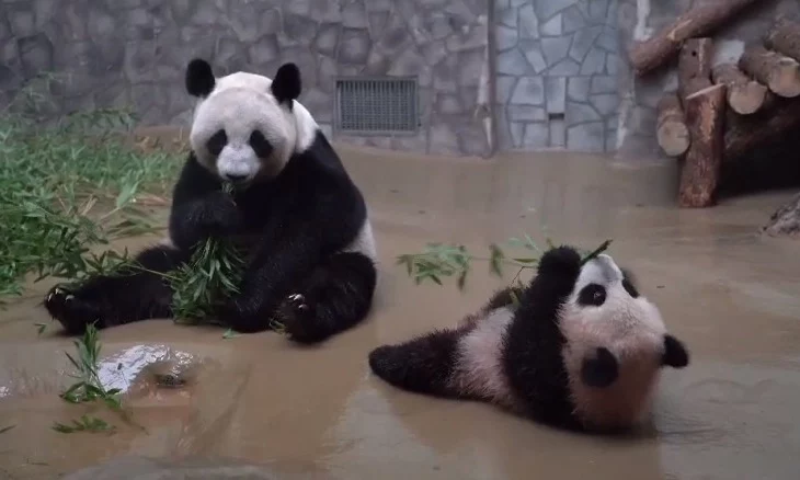 «Утащила у мамы»: Московский зоопарк показал строптивый перекус панды Катюши «Утащила у мамы»: Московский зоопарк показал строптивый перекус панды Катюши