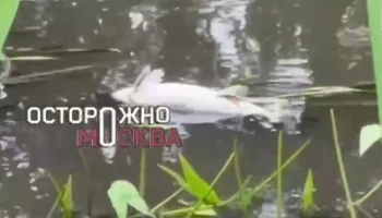 Жители Королева сообщили о массовой гибели рыбы в реке Клязьме