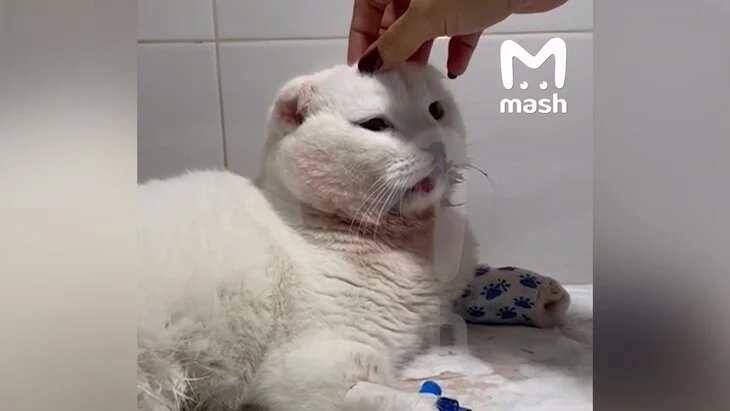 Жительница Подмосковья выбросила кота из окна четвертого этажа Жительница Подмосковья выбросила кота из окна четвертого этажа