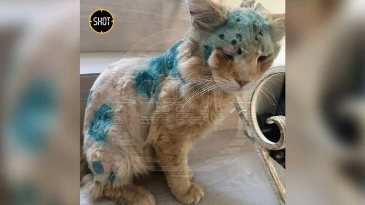 Подмосковная прокуратура начала проверку из-за обстрела кота из пневматического пистолета Подмосковная прокуратура начала проверку из-за обстрела кота из пневматического пистолета