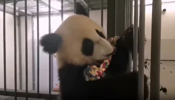 &laquo;Уже неинтересно&raquo;: Московский зоопарк показал упражнявшуюся на решетке Катюшу