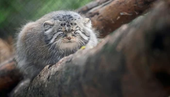 Манул Тимофей из Московского зоопарка перешел в режим зажировки