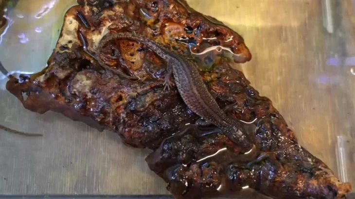 Трое детенышей краснокнижного безухого варана родились в Московском зоопарке Трое детенышей краснокнижного безухого варана родились в Московском зоопарке