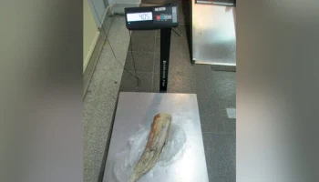 Псковские таможенники нашли бивень мамонта в багаже молдаванина