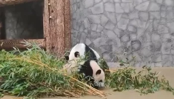 «Сегодня дома»: Московский зоопарк показал, как панды развлекаются в дождь 