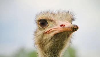 Селфи с зубром и страусом: где в Подмосковье можно понаблюдать за животными