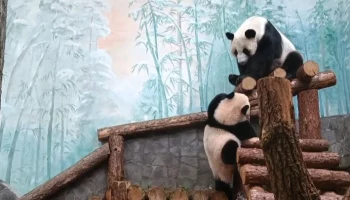 &laquo;Поднимайся ко мне&raquo;:&nbsp;Московский зоопарк показал, как Диндин выманивает Катюшу