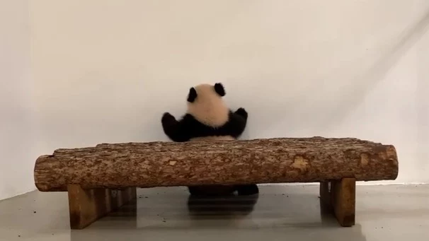 «Наша умничка»: Московский зоопарк показал шпионские трюки Катюши «Наша умничка»: Московский зоопарк показал шпионские трюки Катюши