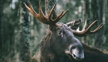 Биолог Федоров объяснил рекордное число лосей в Подмосковье